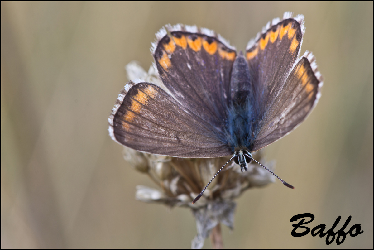 Ultimi svolazzamenti - Polyommatus (Lysandra) bellargus